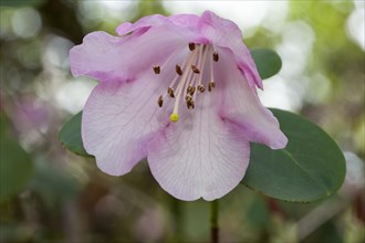 Rhododendron (Rhododendron williamsianum)