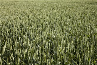 Wheat (Triticum) field