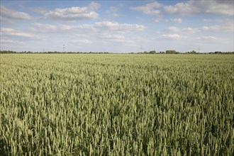 Wheat (Triticum) field