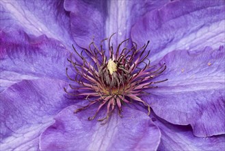 Clematis (Clematis) flower