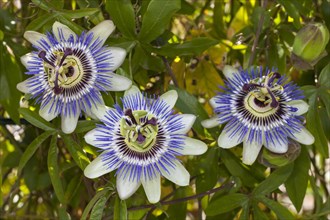 Flowers of a blue passion flower (Passiflora caerulea)