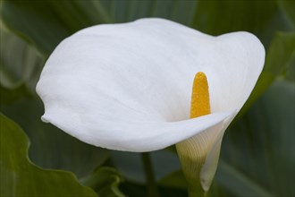 Calla lily or arum lily (Zantedeschia aethiopica)