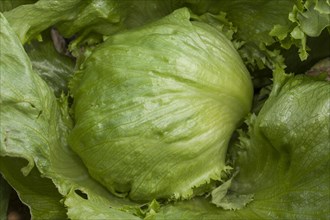 Iceberg lettuce (Lactuca sativa)