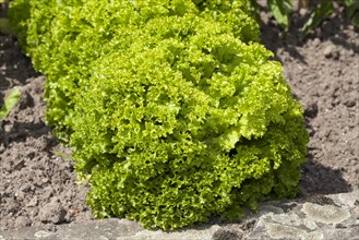 Lettuce (Lactuca sativa)