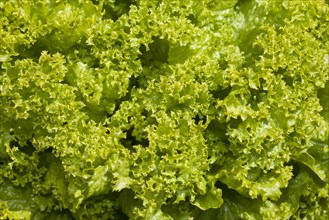 Lettuce (Lactuca sativa)