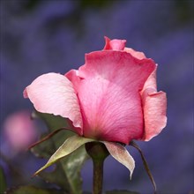 Hybrid tea rose Piroschka