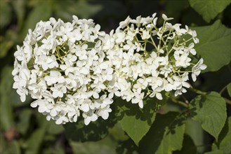 Hills-of-snow hydrangea (Hydrangea arborescens)