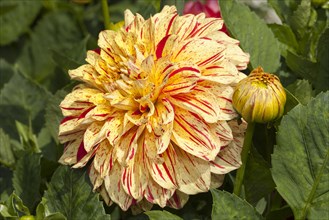 Connell's Gloriosa dahlia (Dahlia x hybrida)