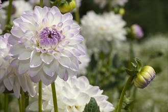 Eveline dahlia (Dahlia x hybrida)