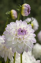 Eveline dahlia (Dahlia x hybrida)