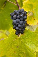Ripe blue grapes (Vitis sp.) on vine