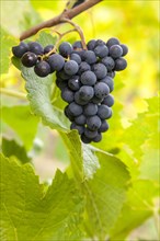 Ripe blue grapes (Vitis sp.) on vine