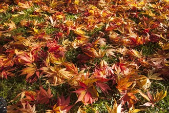 Brightly colored maple leaves lying in the grass