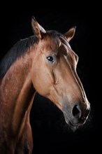 Domestic horse (Equus ferus caballus)