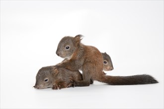 Squirrel (Sciurus vulgaris)