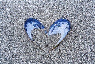 Heart-shaped shell in the sand