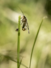 Common Scorpionfly (Panorpa communis)