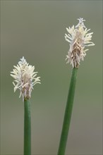Common Spike-rush (Eleocharis palustris)