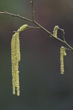 Hazelnut (Corylus avellana)