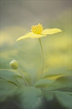 Yellow Anemone (Anemone ranunculoides)