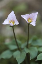 Tri flower (Trillium rivularis)