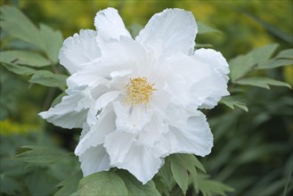 Tree Peony (Paeonia suffruticosa 'Godaishu')