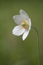 Snowdrop Anemone (Anemone sylvestris)