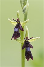 Fly Orchid (Ophrys insectifera)