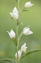 White Helleborine (Platanthera damasonium)