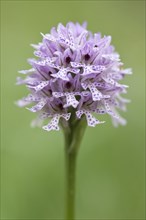 Three-toothed Orchid (Orchis tridentata