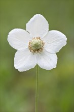 Snowdrop Anemone (Anemone sylvestris)