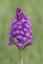 Pyramidal Orchid (Orchis pyramidalis)