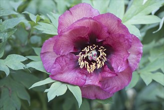 Moutan or tree peony (Paeonia suffruticosa)