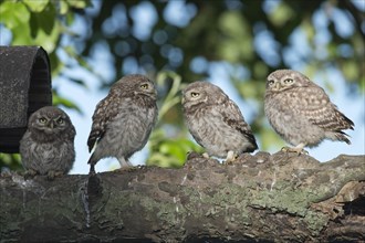 Young little owls (Athene noctua)