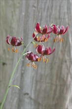 Turk's Cap Lily (Lilium martagon)