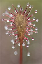 Oblong-leaved sundew or spoonleaf sundew (Drosera intermedia)