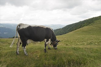 Vosges cattle (Bos primigenius taurus)