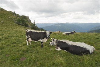 Vosges cattle (Bos primigenius taurus)