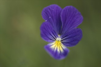 Mountain Pansy (Viola lutea)
