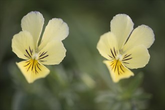 Mountain Pansies (Viola lutea)