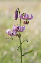 Turk's Cap Lily (Lilium martagon)
