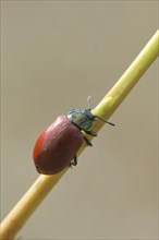 Poplar Leaf Beetle (Melasoma populi)