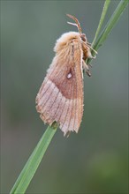 Oak eggar (Lasiocampa Quercus) moth