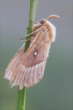 Oak eggar (Lasiocampa Quercus) moth