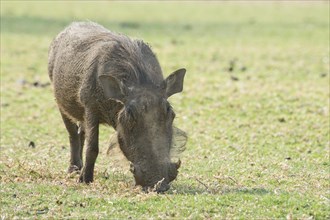 Warthog (Phacochoerus africanus)