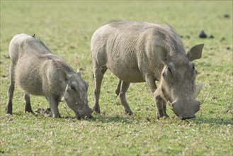 Warthogs (Phacochoerus africanus)