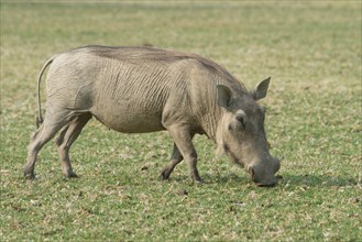 Warthog (Phacochoerus africanus)