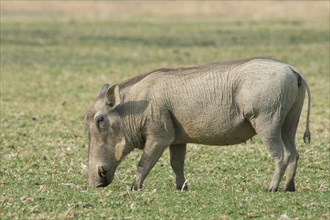 Warthog (Phacochoerus africanus)