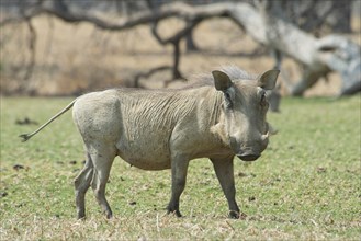 Warthog (Phacochoerus africanus)