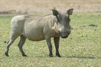 Warthog (Phacochoerus africanus)